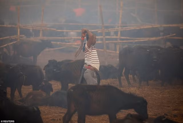 Gadhimai được xem là lễ hiến tế tàn bạo với động vật