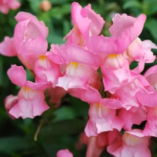 Khi hoa còn tươi, Snapdragon có màu hồng nhạt tươi tắn 6