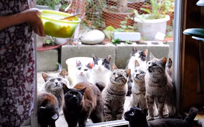 Tashirojima, Nhật Bản: Hòn đảo còn có tên gọi khác là đảo mèo. Số lượng loài này cũng vượt quá số dân trên đảo, do người bản địa tin rằng, cho mèo ăn sẽ mang lại của cải và may mắn. Giữa đảo còn có một đền thờ nhỏ dành riêng cho mèo với 51 tấm bia mang hình mèo. Chó không được phép đặt chân lên đảo. Tashirojima, Nhật Bản: Hòn đảo này còn có tên gọi khác là đảo mèo. Ở đây, số lượng mèo cũng vượt quá số dân trên đảo do người bản địa tin rằng, cho mèo ăn sẽ mang lại của cải và may mắn. Giữa đảo còn có một đền thờ nhỏ dành riêng cho mèo với 51 tấm bia mang hình mèo, trong khi đó chó lại hoàn toàn không được phép đặt chân lên đảo.