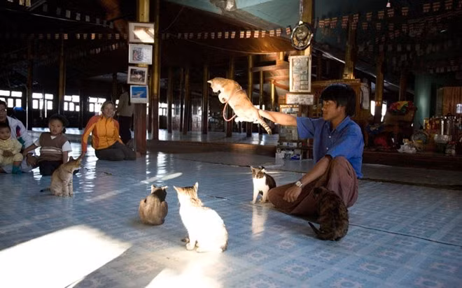 Mèo ở tu viện Myanmar: Gần hồ Inle, Myanmar có một tu viện nổi tiếng với việc luyện mèo nhảy qua vòng. Mèo ở tu viện Myanmar: Gần hồ Inle, Myanmar có một tu viện nổi tiếng với việc luyện mèo nhảy qua những chiếc vòng.