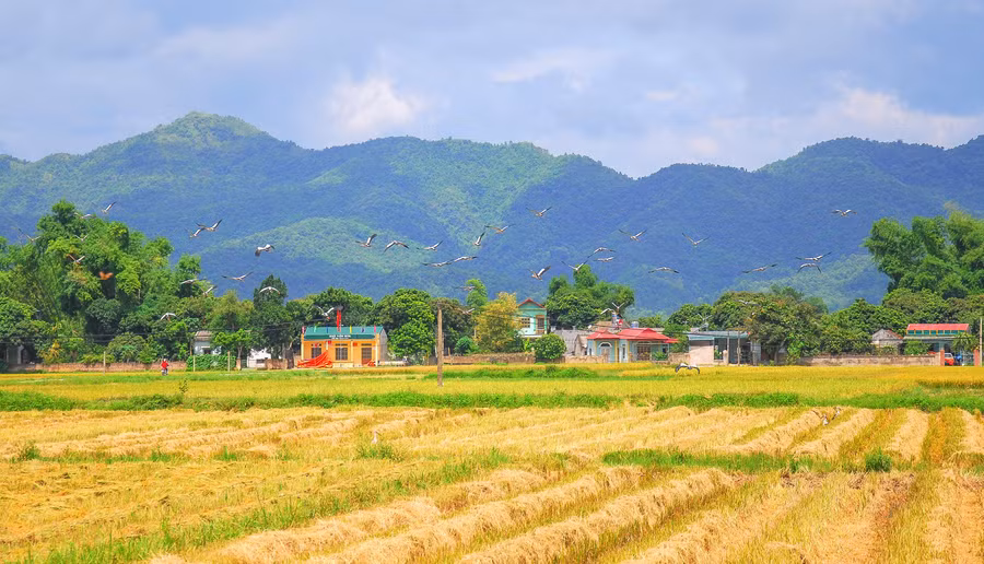 "Cò bay thẳng cánh" trên cánh đồng Mường Thanh. "Cò bay thẳng cánh" trên cánh đồng Mường Thanh.