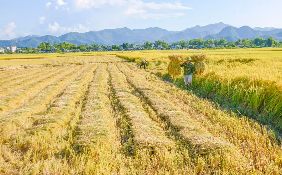 Cùng với diện tích rộng lớn, khí hậu thuận lợi và sự bồi đắp của dòng sông Nậm Rốm phù sa, nơi đây “sở hữu” thương hiệu gạo nổi tiếng được ví như “hạt ngọc trời” Cùng với diện tích rộng lớn, khí hậu thuận lợi và sự bồi đắp của dòng sông Nậm Rốm phù sa, nơi đây “sở hữu” thương hiệu gạo nổi tiếng được ví như “hạt ngọc trời”