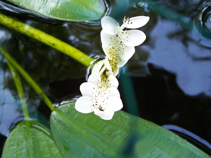 top loai hoa tuyet dep no ro trong chau nuoc tai nha - 3