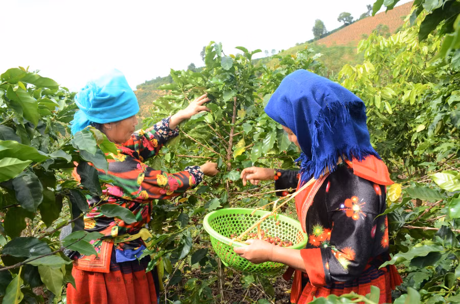 Bà con Chế Á thu hoạch Cà phê.