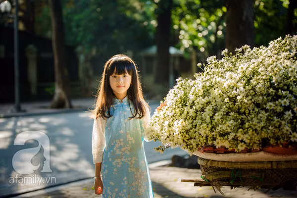 cúc họa mi