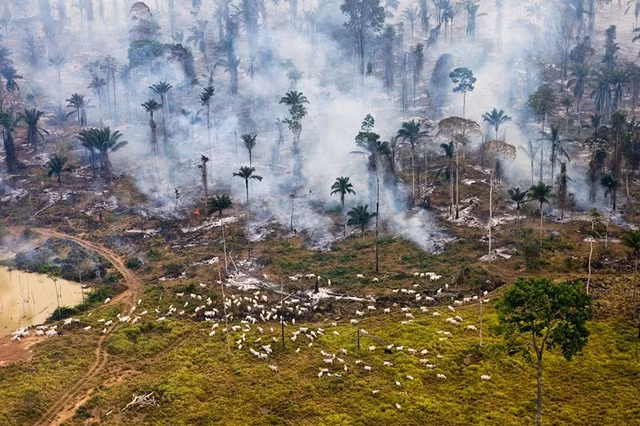 Một phần của cánh rừng Amazonia tại Brazil bị đốt cháy và tàn phá.
