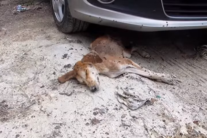 Chú chó bị ruồi bâu tưởng chết vẫn sống sót thần kỳ