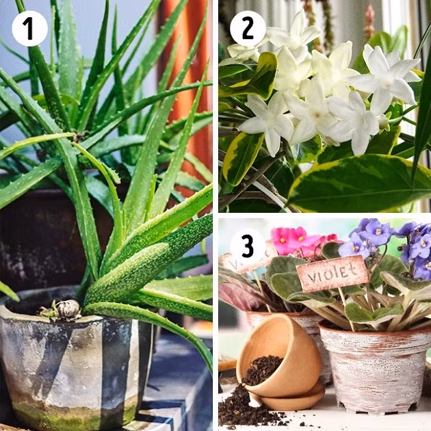Các loại cây phù hợp trồng trong phòng bếp