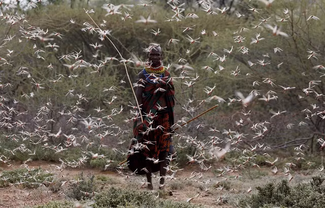 Một phụ nữ thuộc bộ tộc Turkana đi qua một bầy châu chấu sa mạc tại làng Lorengippi gần thị trấn Lodwar, hạt Turkana, Kenya. [Baz Ratner / Reuters]