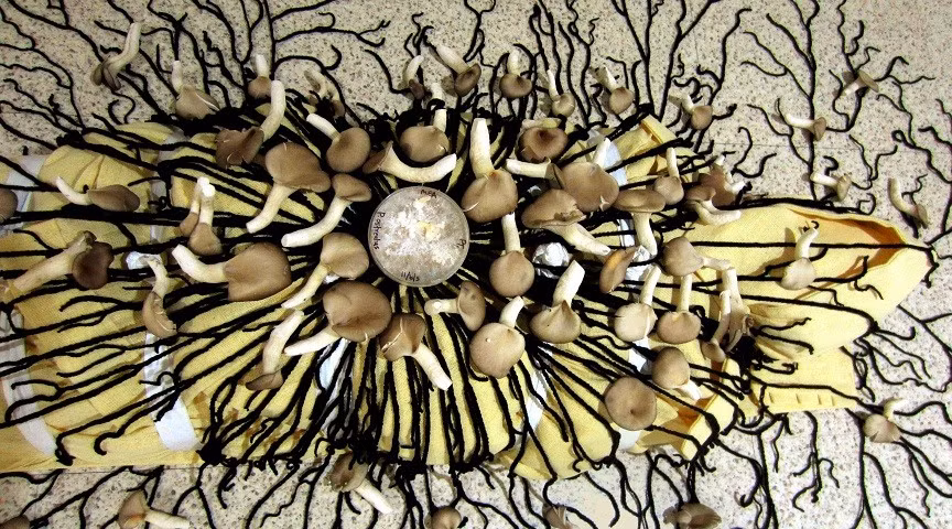 Mushrooms-.