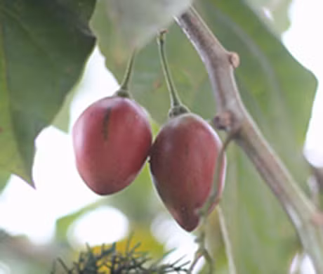 Ky thuat trong cay ca chua la cho nang suat “khung” duoc nguoi lam vuon san don - Anh 6