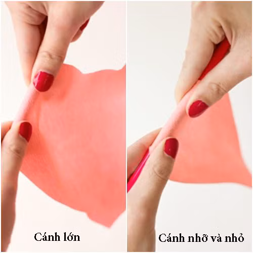 Ngất ngây hoa hồng ngoại nở to bằng khăn giấy - 4