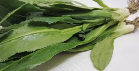 Tri 5 benh hieu qua don gian bang rau mui tau - Anh 1