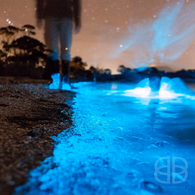 Ảnh: Blackpaw Photography