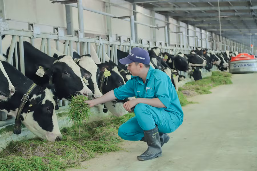 Trang trại Vinamilk Green Farm - mô hình trang trại công nghệ cao đi đôi với phát triển bền vững được Vinamilk giới thiệu vào năm 2021.