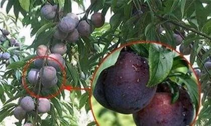 4 mẹo chọn mận ngon, mọng nước và không hóa chất