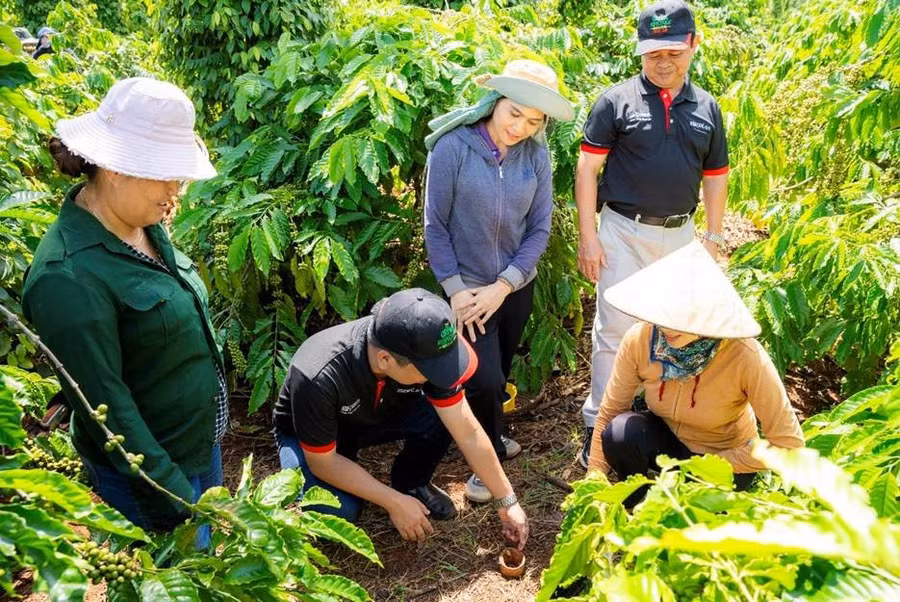 Cán bộ kỹ thuật NESCAFÉ Plan hướng dẫn nông dân thực hành cải tạo đất tại vườn cà phê – một trong ba nhóm thực hành cốt lõi của mô hình nông nghiệp tái sinh.