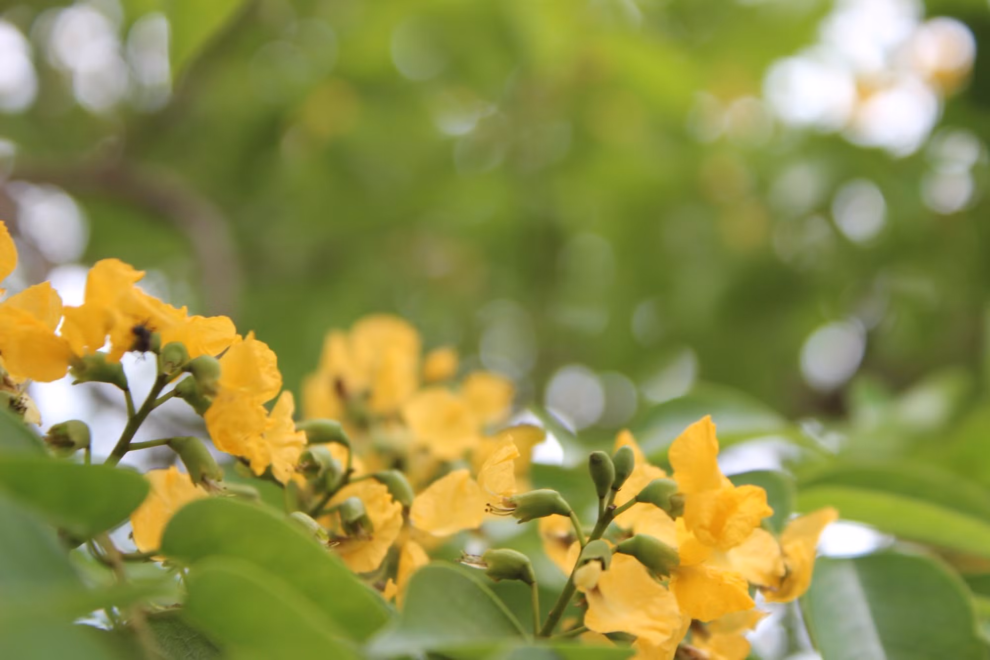 Hoa Giáng hương nở vàng rực rỡ trong những ngày đầu hè ở Hà Tĩnh.
