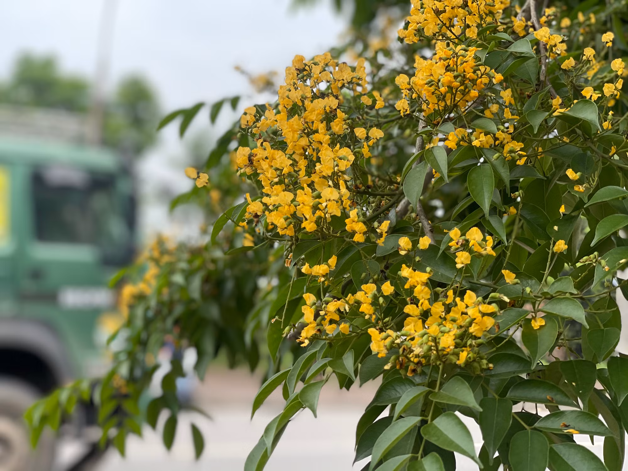 Hoa giáng hương không chỉ có màu sắc bắt mắt mà còn có hương thơm ngọt nhẹ. Khi chuyển gió, hương thơm của hoa thoang thoảng, len lỏi vào khứu giác của người đi đường. Hoa giáng hương không chỉ có màu sắc bắt mắt mà còn có hương thơm ngọt nhẹ. Khi chuyển gió, hương thơm của hoa thoang thoảng, len lỏi vào khứu giác của người đi đường.