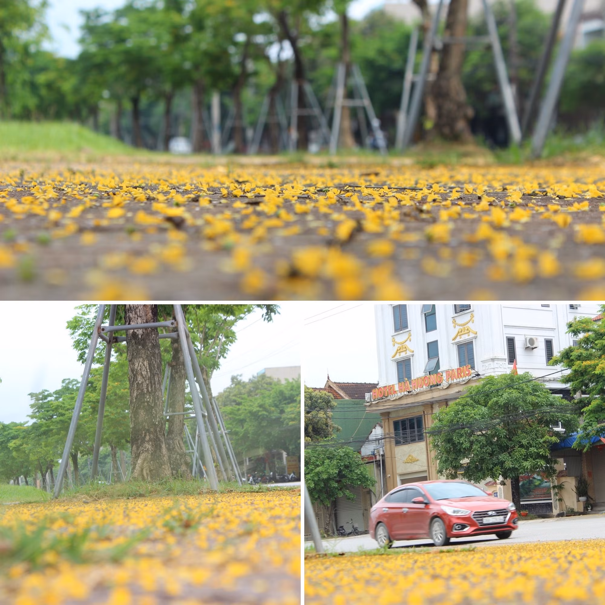 Mùa hoa Giáng hương chỉ vẻn vẹn khoảng 1 tuần. Sau trận mưa, nhiều người qua đường không khỏi tiếc nuối vì chưa kịp lưu lại khoảnh khắc thiên nhiên chuyển mùa. Mùa hoa Giáng hương chỉ vẻn vẹn khoảng 1 tuần. Sau trận mưa, nhiều người qua đường không khỏi tiếc nuối vì chưa kịp lưu lại khoảnh khắc thiên nhiên chuyển mùa.