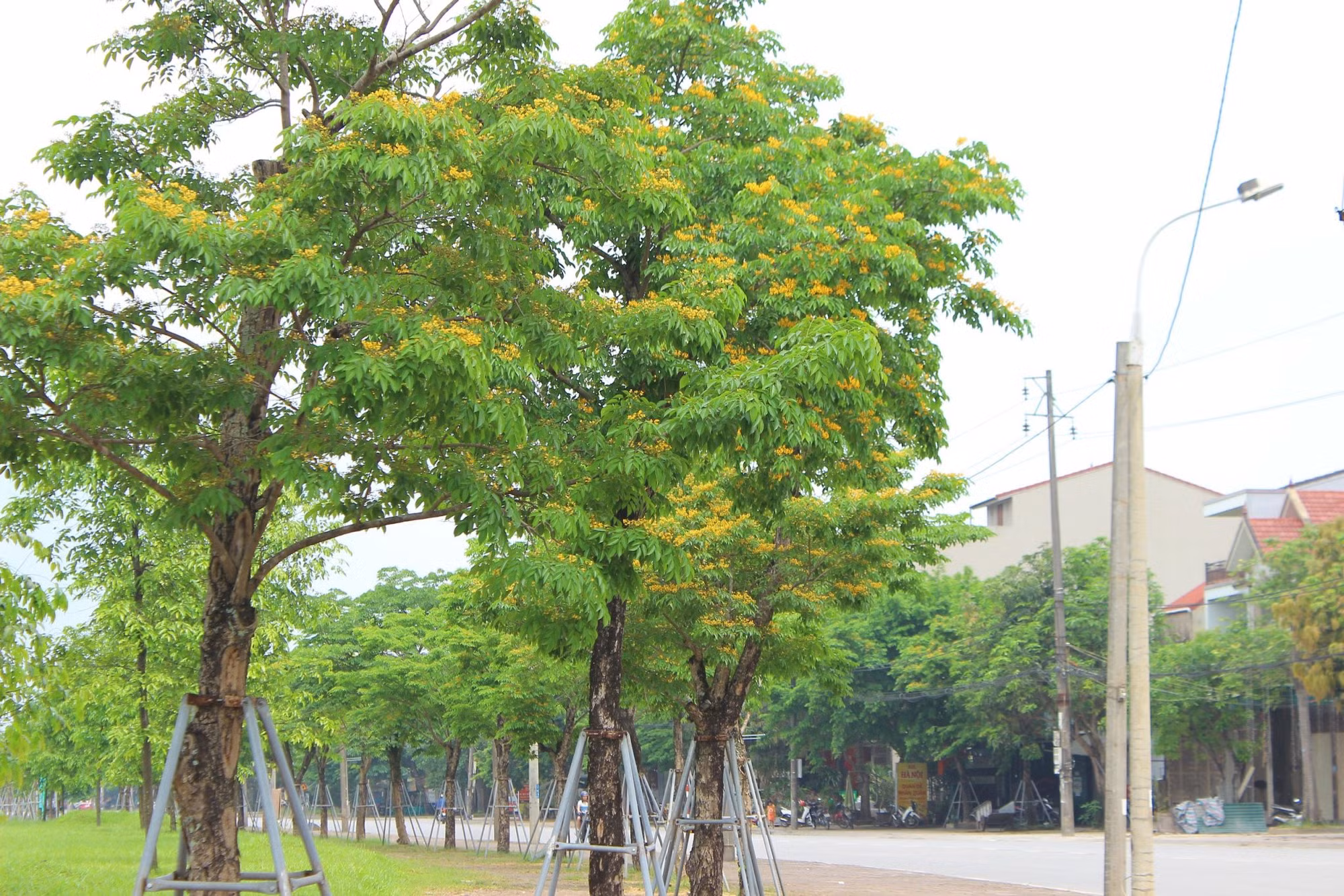 Tại tuyến đường 26/3 (phường Đại Nài) có hàng trăm gốc Giáng hương. Đây cũng là con đường được thành phố Hà Tĩnh trồng nhiều loài cây này nhất. Tại tuyến đường 26/3 (phường Đại Nài) có hàng trăm gốc Giáng hương. Đây cũng là con đường được thành phố Hà Tĩnh trồng nhiều loài cây này nhất.