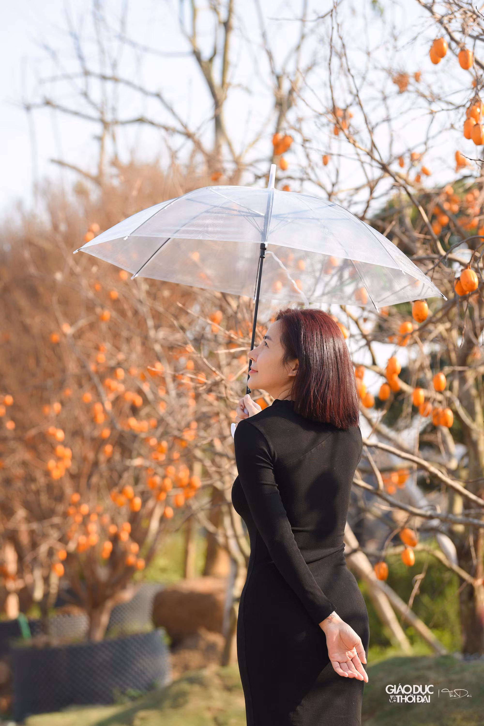 Bạn Thủy Nguyên (Gia Lâm) cho biết: "Cuối năm công việc rất bận nên không thể đi Mộc Châu để chụp ảnh với hồng được, khi biết ngay khu vực mình sinh sống có con đường hồng, mình và bạn bè đã tranh thủ giờ trưa để ra chụp hình".