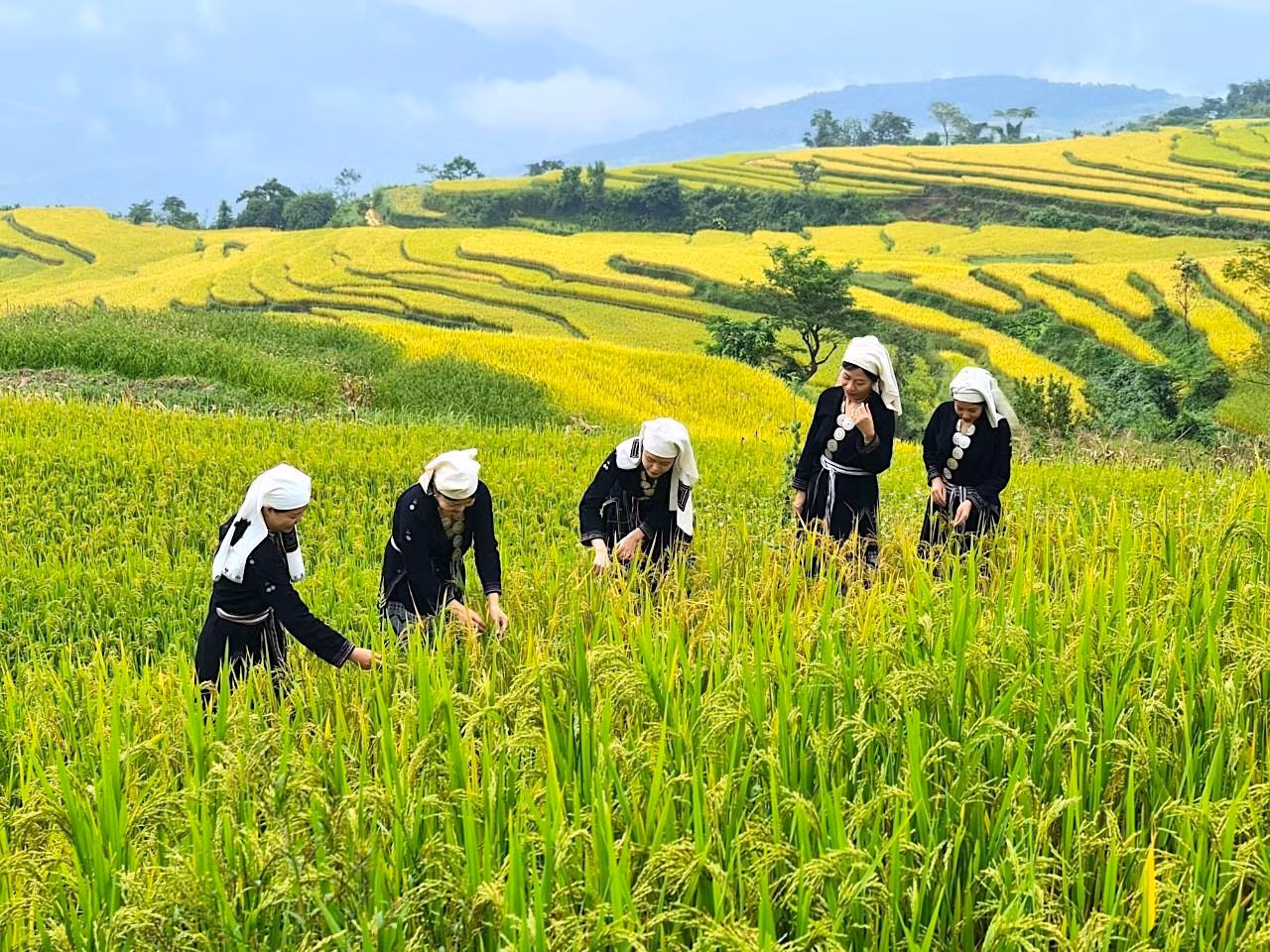 Đứng từ trên cao nhìn xuống, du khách có thể quan sát được toàn cảnh những triền ruộng bậc thang mênh mông, nối dài ngút tầm mắt.