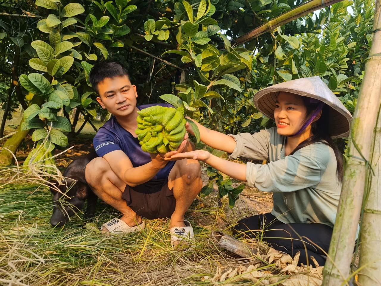 Theo vợ chồng anh Thắng, chị Dung, chủ vườn trồng phật thủ ở Đắc Sở chia sẻ:“Cây phật thủ chỉ trồng khoảng 4 - 6 năm là cho quả đẹp nhất. Một quả phật thủ đẹp tùy theo quan niệm của từng vùng miền, miền Bắc thích ngón dài, miền Nam thích ngón mập, quả tròn giống bông cúc. Phật thủ ngoài tiêu chí quả to, tròn, ngón dài đều nhiều tầng lớp, còn phải có độ sáng bóng, đường kính quả rộng thì giá trị bán mới cao. Những năm gần đây, khách hàng chuyển qua mua những quả có màu xanh nhiều hơn”.