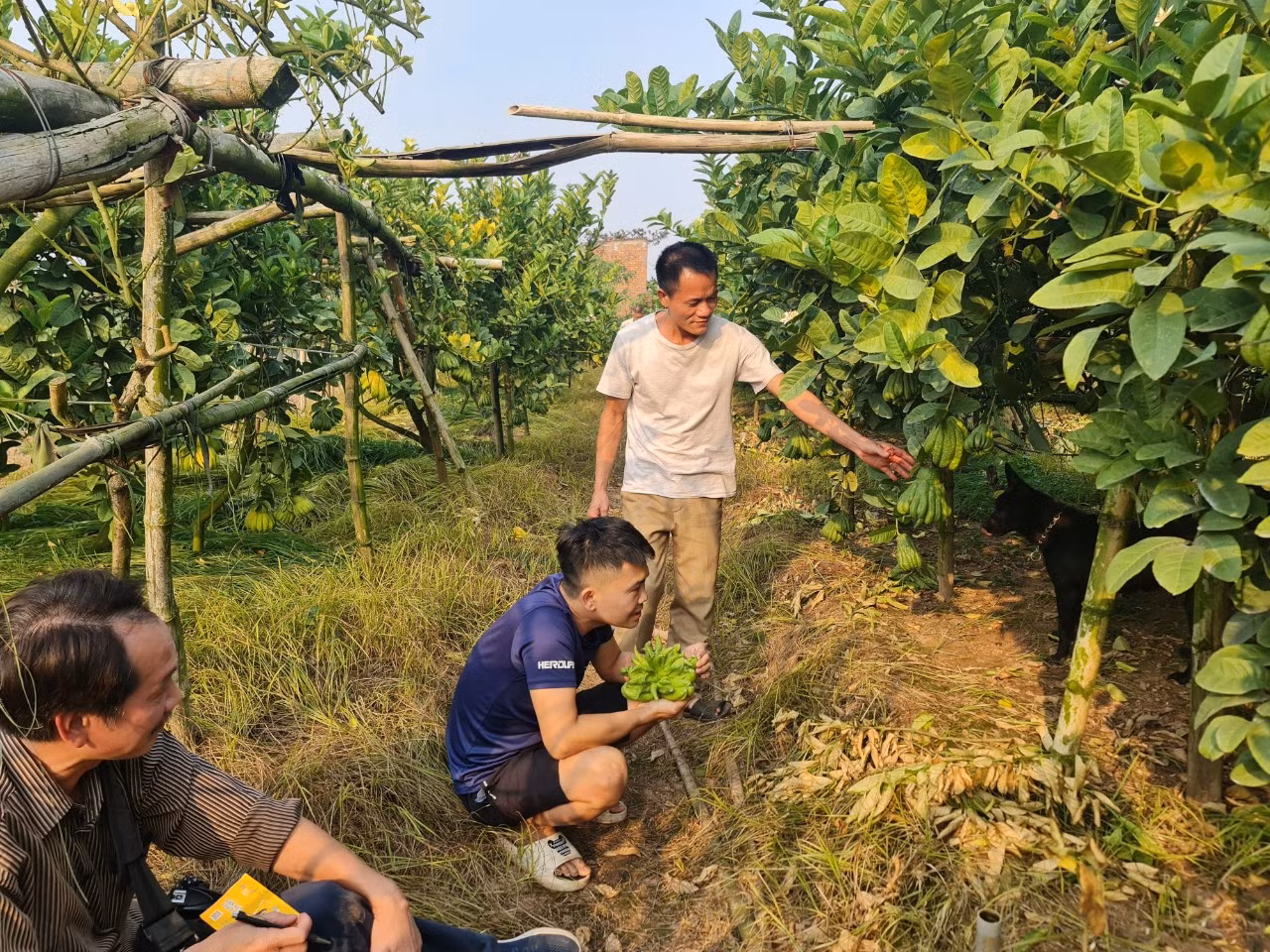 Để có quả đẹp phục vụ cho nhu cầu người dân vào dịp Tết, người trồng phải “ép” cây đúng thời điểm, kỹ thuật thì quả mới sai, đẹp. Nhiều quả được chăm sóc đặc biệt kỹ lưỡng, bởi với các chủ vườn, chúng không chỉ có giá trị lớn về kinh tế mà còn được đánh giá cao về hình thức, thẩm mỹ. Phật thủ Đắc Sở đã giúp nhiều hộ nông dân đổi đời, nhiều hộ đã có doanh thu vài chục triệu đến hàng trăm triệu, có hộ lên đến bạc tỷ mỗi năm.