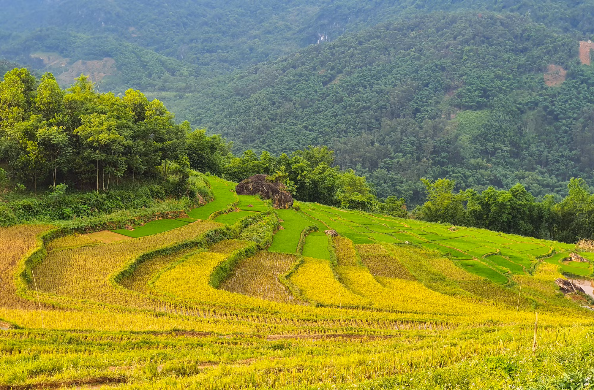 Pù Luông mùa nào cũng đẹp. Nơi đây là điểm đến thiên đường đối với những bạn yêu thích du lịch sinh thái, yêu cái đẹp hoang sơ và muốn hòa mình với thiên nhiên. Khoảng tháng 5, tháng 6 cho đến cuối tháng 10 là lúc lúa bắt đầu chín trên các thửa ruộng bậc thang, khung cảnh Pù Luông ở thời điểm này trở nên yên bình và thơ mộng hơn. Đây cũng là thời điểm tuyệt vời nhất để chụp ảnh săn lúa và ngao du khắp vùng đất được ví như “thiên đường giữa đại ngàn” này.
