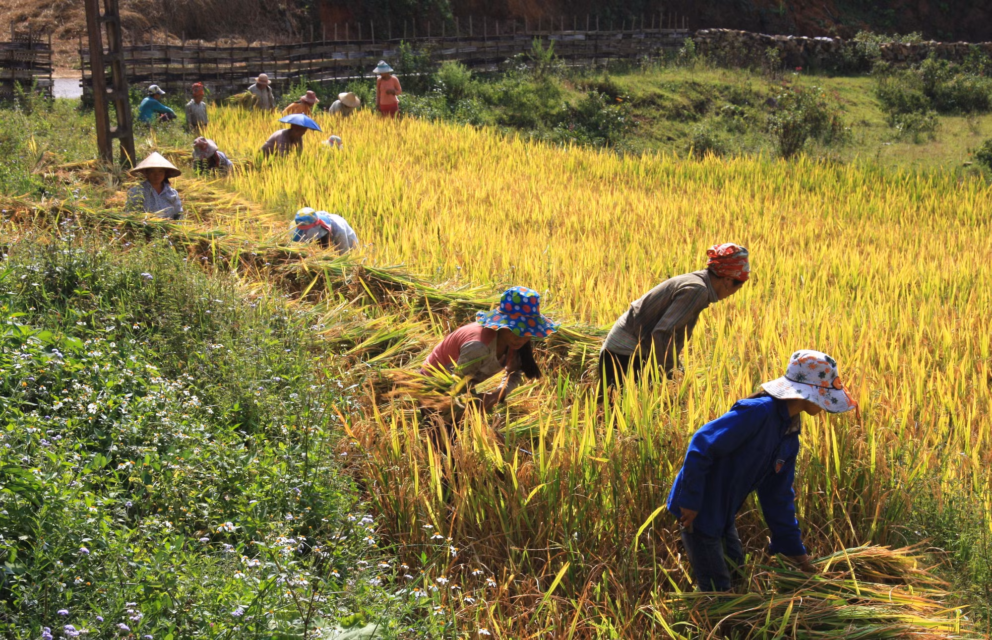 Để làm ra những mẻ cốm dẻo xanh, thơm ngọt. Ngay từ sáng sớm, người dân ở Tú Lệ đã ra đồng lựa chọn những bông lúa nếp non đang trong thời kỳ uốn câu to tròn, căng sữa đủ độ chín hái mang về làm cốm.