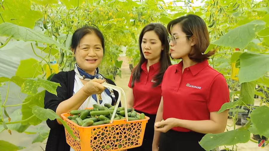 Bà Nguyễn Thị Tâm đang đưa cán bộ Agribank thu hoạch vườn cà chua trong nhà màng.