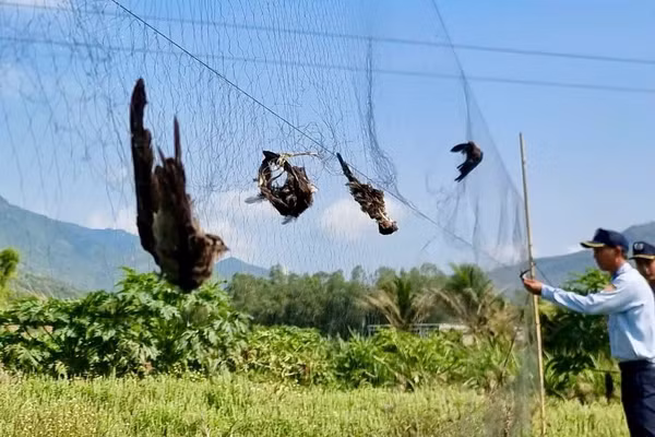 Chim yến bị săn bắt trái phép.