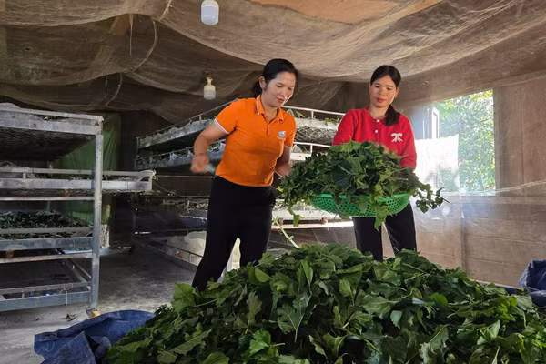 Nghề trồng dâu nuôi tằm giúp nhiều hộ đồng bào dân tộc thiểu số thoát nghèo.