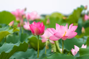 (Ảnh minh họa)