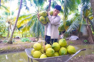 Anh Đức gom dừa, vận chuyển ra bán.