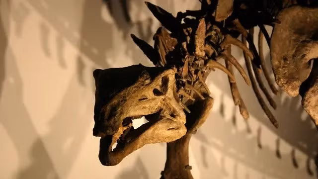 Bộ xương khủng long. (Hình ảnh minh họa)