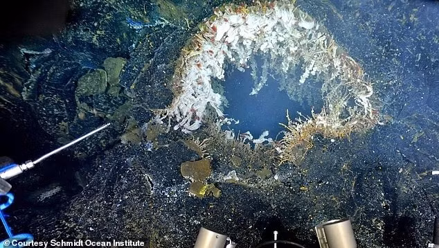 Nhà khoa học William Chadwick tin rằng Axial Seamount có khả năng phun trào trước cuối năm 2025