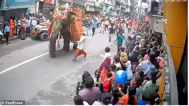 Con voi dường như đang tìm cách thoát khỏi đường phố đông đúc khi nó lao về phía lan can, với hàng chục người chạy theo nó.