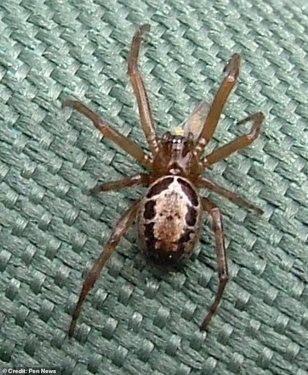 nhen-doc-nguy-hiem-voi-vet-can-dau-thau-xuong-chuan-bi-tran-vao-nha-dan-2.jpg