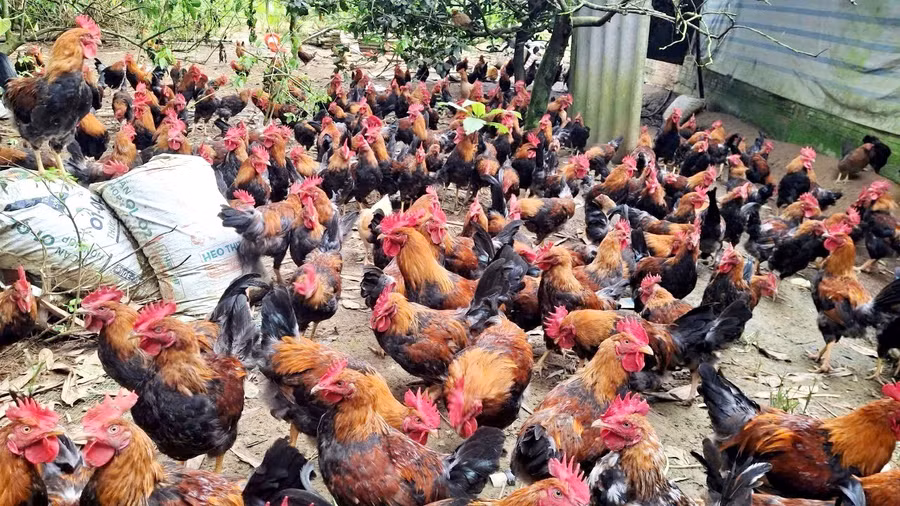 Hộ nuôi gà ri thương phẩm hữu cơ với quy mô từ 300 đến 500 con mỗi lứa mang lại thu hoạch cao. 5-1493.jpg