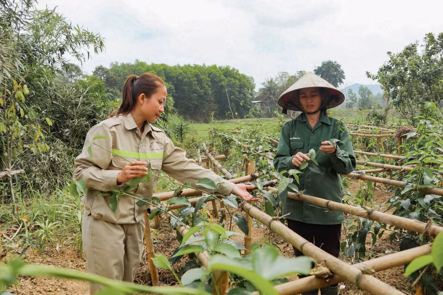 Người dân xã Tam Hợp, Nghệ An trồng cây dược liệu. (Ảnh: Thanh Phúc)