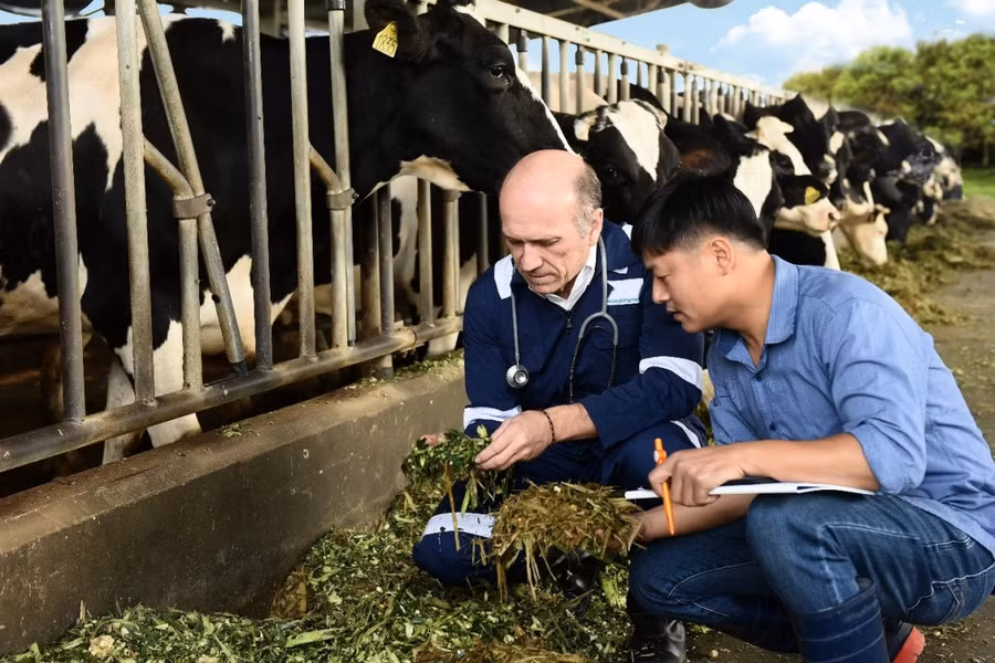 Nhà máy Hà Nam của Tập đoàn FrieslandCampina được vinh danh DN tiêu biểu xuất sắc ảnh 3 Với chương trình phát triển ngành sữa, FrieslandCampina đã thành công chuyển giao công nghệ chăn nuôi bò sữa của Hà Lan cho nông dân Việt Nam.