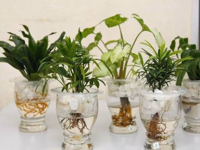 Cây trồng hút lộc trong nhà