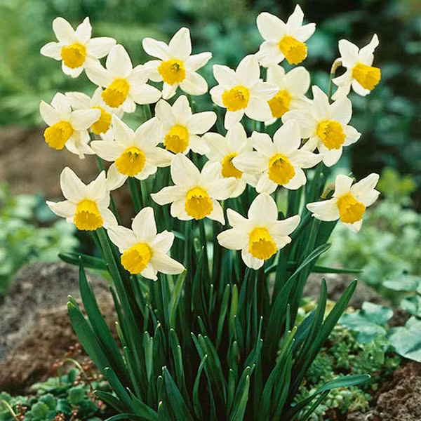 loai-hoa-gay-di-tat-thai-nhi-1