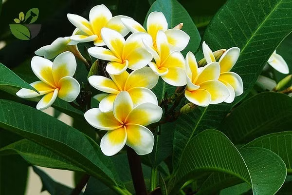 imgs.emdep.vn_Share_Image_2020_09_08_cay-hoa-dai-09530733