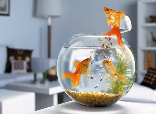 Nên đặt bể cá trên bàn làm việc.