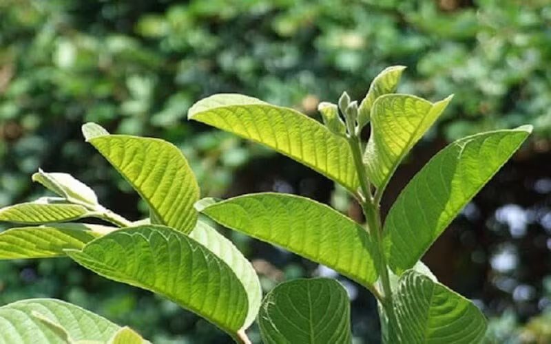 Tiêu chảy uống gì để mau hồi phục? ảnh 3 Tiêu chảy uống gì