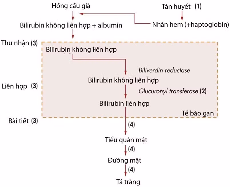 vàng da tại gan