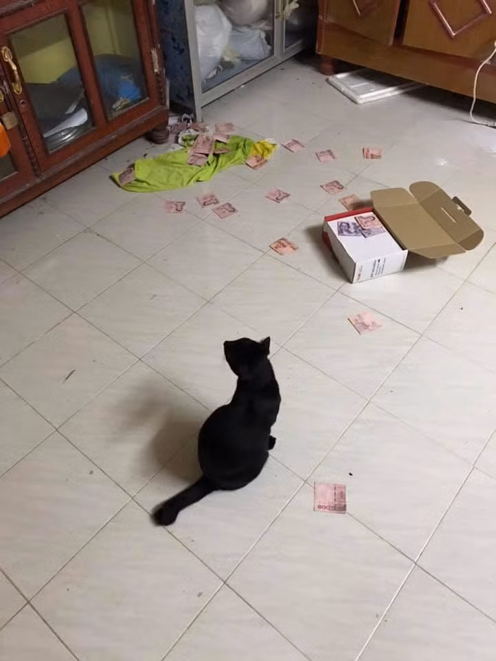 Bí mật giấu kín của chồng bị vợ phát hiện khi chú mèo làm rơi chiếc hộp trên nóc tủ ảnh 1